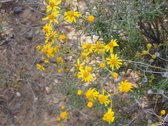 Senecio ilicifolius