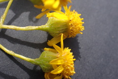 Senecio ilicifolius