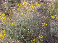 Senecio ilicifolius