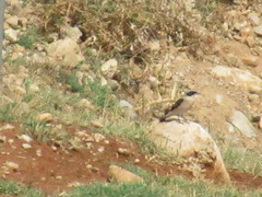 Oenanthe melanoleuca