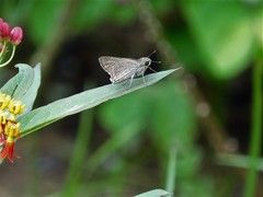 Pelopidas mathias mathias