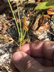 Cyperus nashii