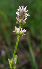 Plectritis ciliosa