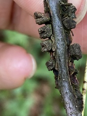 Kokkocynips difficilis