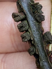 Kokkocynips difficilis