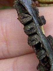 Kokkocynips difficilis