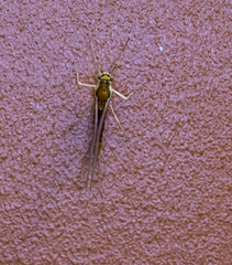 Ephemerella needhami