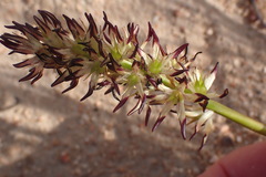 Wurmbea spicata
