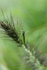 Leptocorisa chinensis