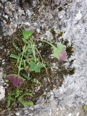 Mycelis muralis