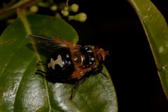 Microtropesa sinuata