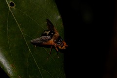 Microtropesa sinuata