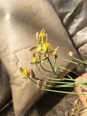 Albuca setosa