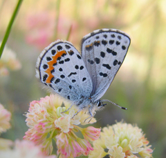 Euphilotes heracleoides
