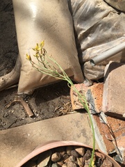 Albuca setosa