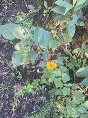 Simsia amplexicaulis