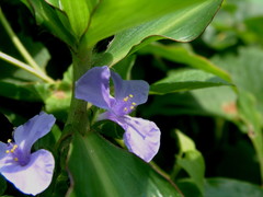 Coleotrype natalensis