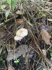 Basidiomycota