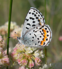 Euphilotes heracleoides
