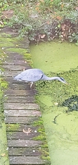 Ardea cinerea