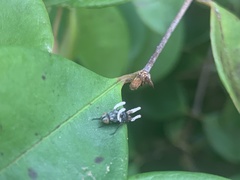 Ophiocordyceps dipterigena
