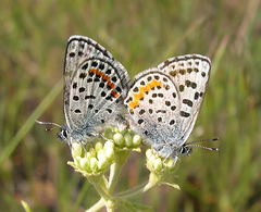 Euphilotes heracleoides