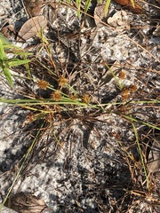 Cyperus nashii