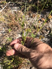 Cyperus nashii
