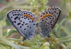 Euphilotes heracleoides