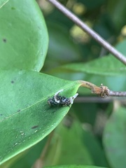 Ophiocordyceps dipterigena