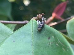 Ophiocordyceps dipterigena