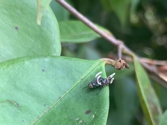 Ophiocordyceps dipterigena