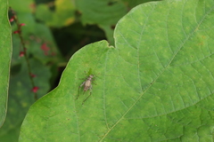 Svistella bifasciata