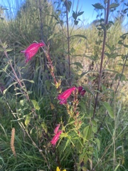 Penstemon