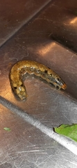 Spodoptera littoralis
