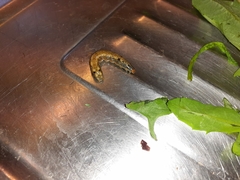 Spodoptera littoralis