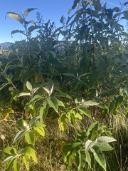 Buddleja cordata