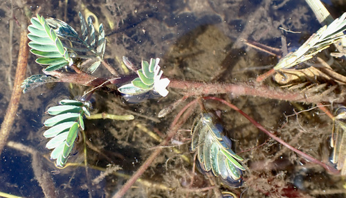 Image of Aeschynomene fluitans by (c) National Geographic Okavango Wilderness Project, some rights reserved (CC BY)