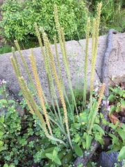 Plantago virginica