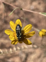 Acmaeodera amabilis