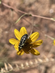 Acmaeodera amabilis