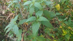 Urtica dioica