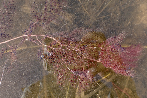 Utricularia foliosa image