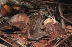 Limnonectes paramacrodon