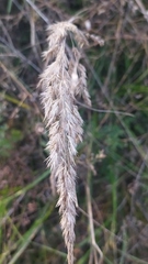 Calamagrostis epigejos