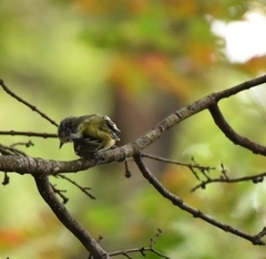 Vireo solitarius