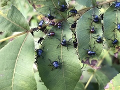 Alcaeorrhynchus grandis