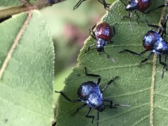 Alcaeorrhynchus grandis