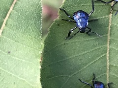 Alcaeorrhynchus grandis