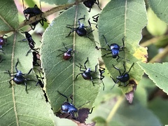 Alcaeorrhynchus grandis